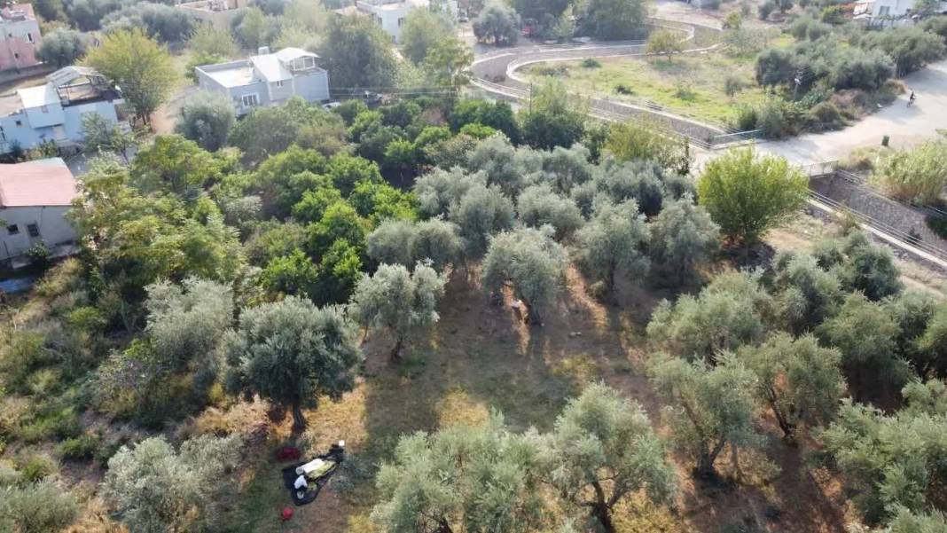 Adana’nın Asırlık Zeytin Ağaçlarında İmece Usulü Hasat Mesaisi! 2